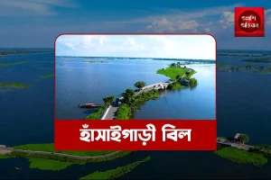হাঁসাইগাড়ী বিল,হাঁসাইগাড়ী নওগাঁ,নওগাঁরবিল,হাঁসাইগাড়ী বিল ভ্রমণ