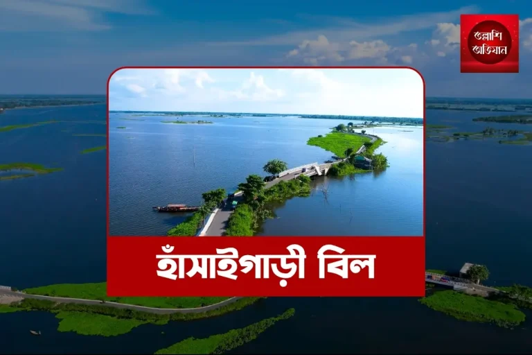 হাঁসাইগাড়ী বিল,হাঁসাইগাড়ী নওগাঁ,নওগাঁরবিল,হাঁসাইগাড়ী বিল ভ্রমণ